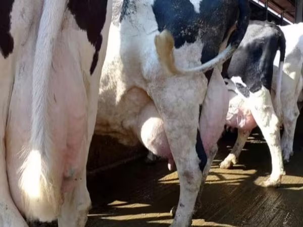 母牛, Swiss cattle