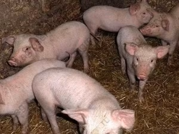 Boar, Дюрок
