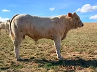 Bou, Charolais cattle — foto 2