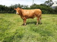 Kuh, Limousin-Kuh — Foto 5