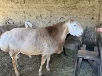 Widder, Hissar sheep — Foto 1