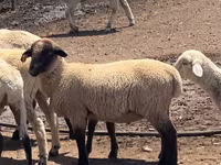 Qoç, Hampshire sheep — foto 1