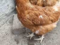 براهما — الصورة 1