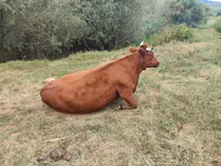 Cow, Cattle — photo 3