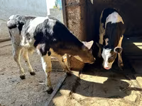 Bou, Bovine — foto 1