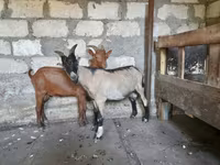 Keçi, Nubian Goat — foto 5
