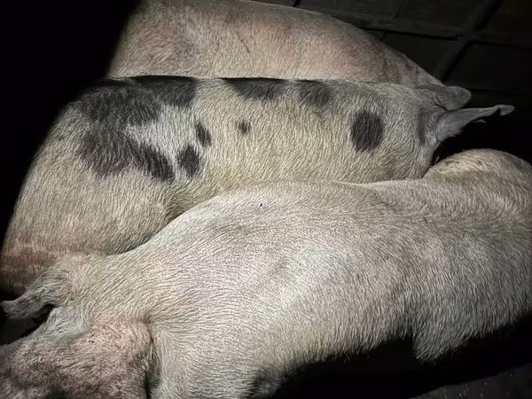 Boar, Pigs — Moldova