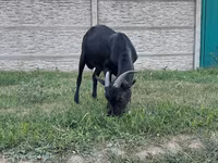 公山羊, Murcia-Granada goats — 照片 4