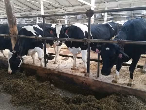Vacă, Swiss cattle