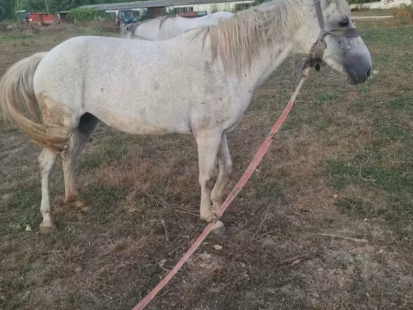 母马, Horses — 摩尔多瓦