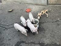 母猪, Pigs — 照片 1