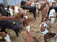 Bou, Bovine — foto 8