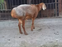 Berbec, Saryarka sheep — foto 2