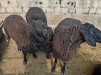 Berbec, Rhon sheep — foto 4