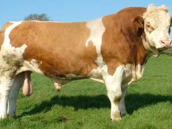 Taureau, Hereford