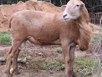 Berbec, Katum sheep — foto 2