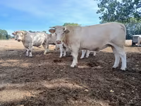 Vacă, Charolais cattle — foto 6