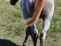 Jument, Quarter Horse — photo 3