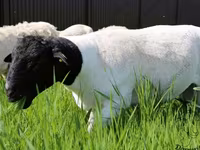 Carnero, Kuibyshev sheep — foto 5