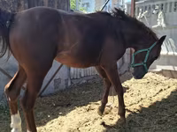 Cal, Arabian horse — foto 8