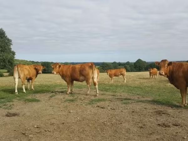 Kuh, Limousin-Kuh