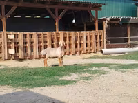 Widder, Edilbay sheep — Foto 7