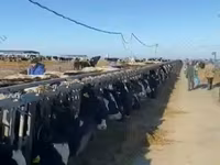 Vacă, Vaca kazahă cu cap alb — foto 8