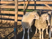 Widder, Assaf sheep — Foto 4