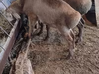 Schaf, West-Siberian mutton sheep — Foto 3