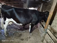 Cow, Holstein breed — photo 1