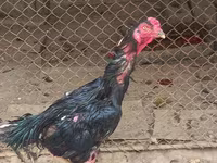 Chickens — Foto 1