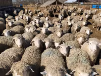 Oveja, Kuibyshev sheep — foto 6