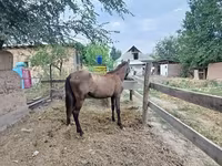 Iapă, French Trotter — foto 2