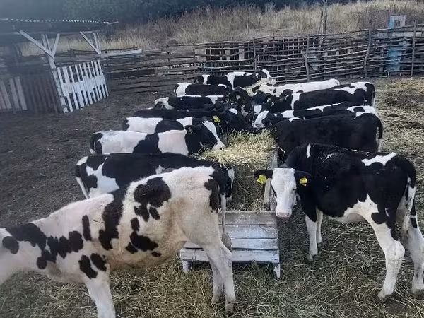 母牛, Cattle