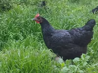 मॉस्को ब्लैक — फ़ोटो 1