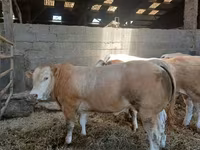 Bou, Blonde d’Aquitane cattle — foto 3