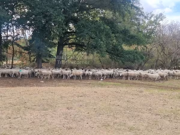 भेड़, Baerchuke sheep