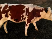 सांड, Swiss cattle — फ़ोटो 3
