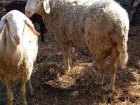 Berbec, Assaf sheep — foto 5