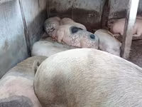 Scroafă, Porci — foto 3