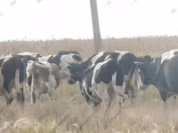 Touro, Raça Holstein — foto 1