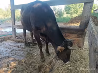 Vache, Race Alatauskaya — photo 4