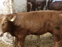 Taureau, Simmental cattle — photo 3
