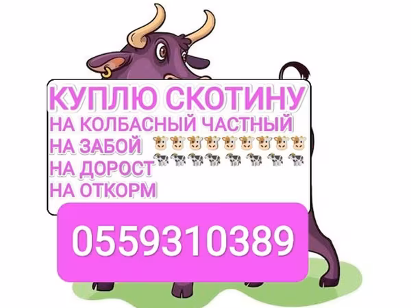 Bou, Bovine