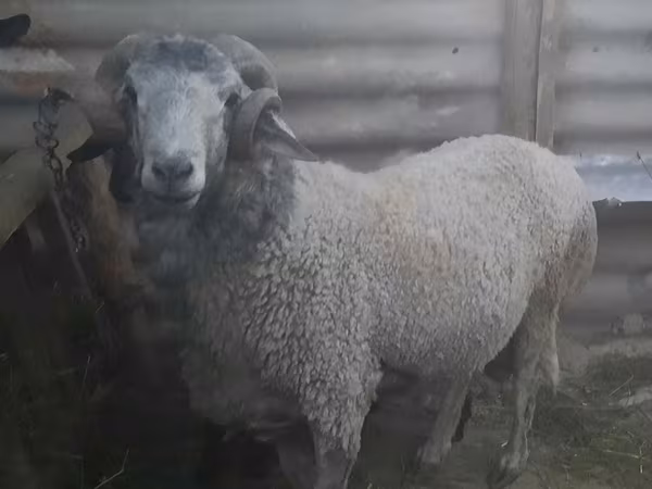 公羊, Sheep — 摩尔多瓦