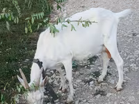 عنزة, Saanen goat — الصورة 3