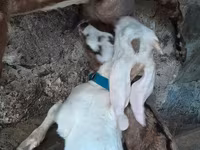 Țap, Nubian Goat — foto 3