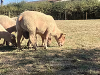 Berbec, Charollais sheep — foto 3