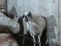Oveja, Ovejas — foto 4