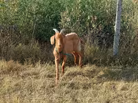 تيس, Alpine goat — الصورة 3